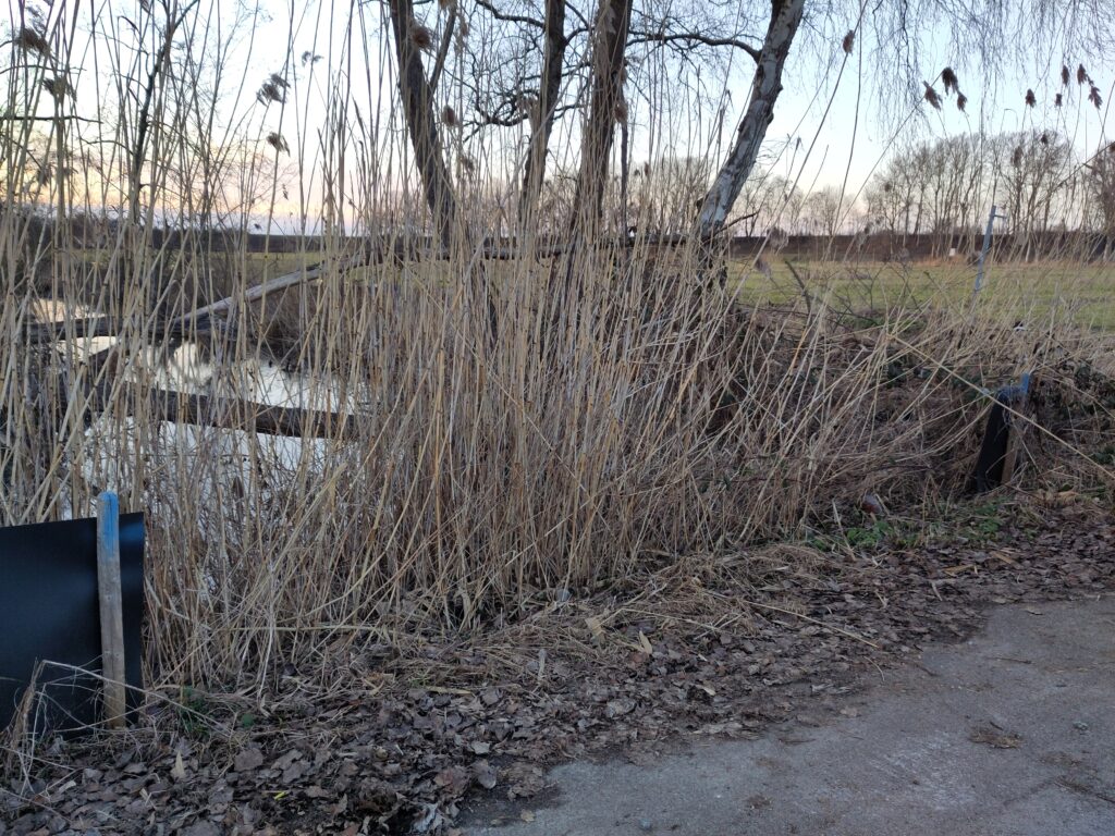 Amphibienschutzzaun am Starßenrand, der durch eine breite Lücke unterbrochen wird. Die Holzpfosten an deren Rand sind blau markiert. Trockenes hohes Gras und 4 schmale Birkenstämme vor dem Graben, dahinter ist eine Wiese zu sehen.